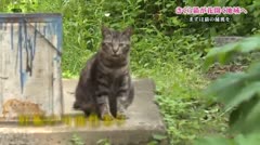 特集 さくら猫が花開く地域へ -まずは猫の捕獲を-