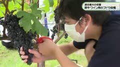 過去最大の収量 原中 ワイン用のブドウ収穫