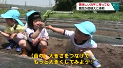 美味しいお芋に育ってね　園児が苗植えに挑戦　