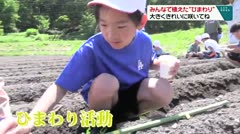 みんなで植えた“ひまわり” 大きくきれいに咲いてね