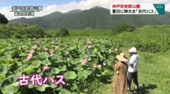 井戸尻史跡公園　夏日に映える「古代ハス」　